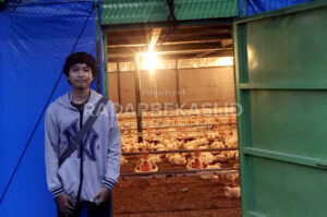 Ingin Buka Peternakan Ayam Petelur