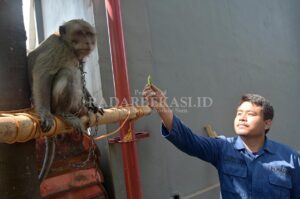Monyet Peliharaan Resahkan Warga