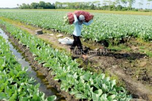 Dinas Pertanian Diminta Perbaiki Saluran Irigasi