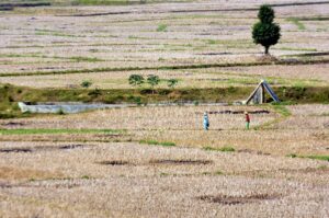 Ratusan Hektar Tanaman Padi Terancam Kekeringan