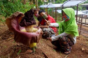 Bunga Bangkai Kembali Hebohkan Warga