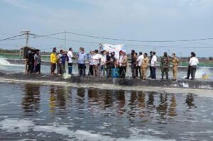 Menteri Pantau Panen Udang di Muaragembong