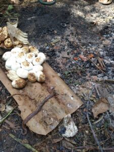 Ngeri, 20 Telur Ular Kobra Bersarang di Mustikajaya, Induknya Belum Tertangkap