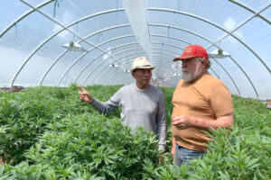 Menghalalkan Mariyuana