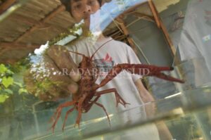Raup Untung Puluhan Juta dari Budidaya Lobster