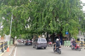 Waspada Pohon Tumbang