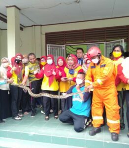 Geger Ular Sanca di Plafon SDN Margajaya I Bekasi