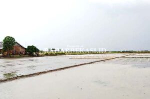 Tanggul Jebol, 19.433 Hektar Sawah Terendam Banjir