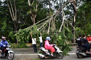 Tetap Waspada Pohon Tumbang