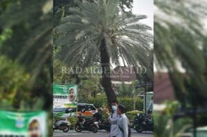 Pohon Kurma Tahap Pemupukan