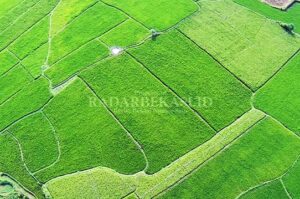 Lahan Pertanian Harus Dipertahankan