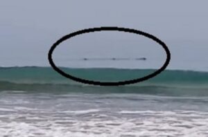 Fenomena Aneh, Muncul Hewan Raksasa di Pantai Citepus sebelum Gempa Banten