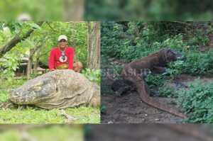 Bertemu Komodo Diam Kecewa, Dikejar yang Agresif Terbirit-birit