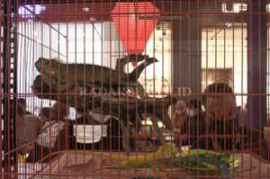 Pameran Reptil Hibur Pengunjung Mal