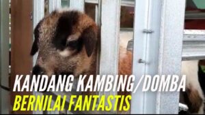 Kandang Kambing Bernilai Fantastis