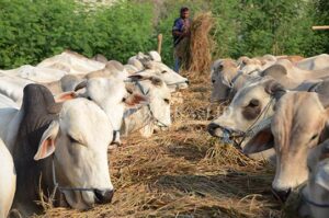 Penyakit Mulut dan Kuku Masuk Bekasi