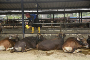 Pemeriksaan Hewan Kurban H-7