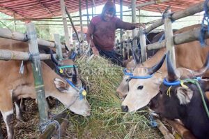 Bekasi Mulai Vaksinasi  PMK