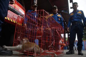 Anak Kecil Digigit Monyet Lepas