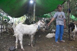 Kambing Kurban Digondol Maling