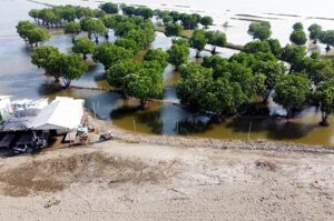 Pegiat Lingkungan Dorong Pemerintah Lestarikan Mangrove
