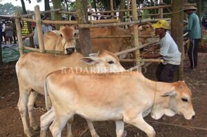 Penjualan Sapi untuk Qurban Turun Hingga 30 Persen