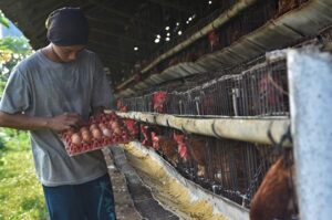 Peternak Kecil Kalah Saing