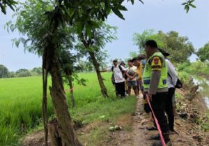 Diduga Curi Mangga Sekarung, Pemuda Ini Tewas Tersengat Listrik Jebakan Tikus di Pematang Sawah