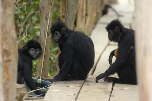 Calon Ikon Kabupaten Bekasi, Bunga Teratai hingga Lutung Jawa
