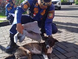 16 Laporan Kasus Gigitan Hewan Terduga Rabies di Kota Bekasi, Dinas Kesehatan Jelaskan Ini