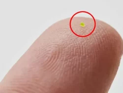 Wow, Tas Supermungil Sebutiran Pasir Laku Dijual Nyaris Rp 1 Miliar