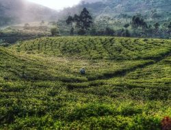 Supporting Co Optimis Lakukan Perbaikan Berkesinambungan