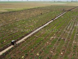 Antisipasi El Nino, Petani Disarankan Tanam Palawija