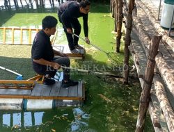 Ikan Sapu di Situ Rawagede Mati Massal