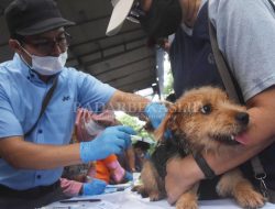 Belasan Hewan Divaksin Rabies
