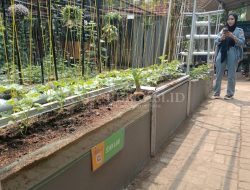 Menanam di Atas Tembok Semen