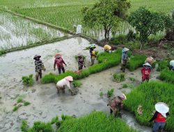 Lumbung Padi di Kabupaten Bekasi Terancam Sirna