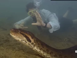Ular Terbesar dan Terpanjang di Dunia, Spesies Anaconda Ditemukan di Hutan Amazon