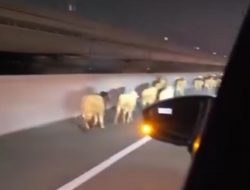 Belasan Kambing Berlarian di Jalan Layang MBZ   