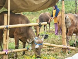 5 Tips Dapatkan Harga Kurban Yang Lebih Terjangkau