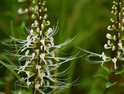 Manfaat Kumis Kucing bagi Kesehatan, Turunkan Darah Tinggi Hingga Detoksifikasi