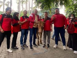 Momen Iduladha, Bacawalkot Bekasi Tri Adhianto Bagikan 60 Ekor Sapi dan 36 Ekor Kambing   