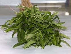 Bukan Bikin Lemes, Kangkung Justru Bisa Atasi Anemia Hingga Tingkatkan Kekebalan Tubuh