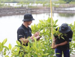 Upaya Nyata Menyelamatkan Lahan Kritis Akibat Abrasi, BRI Salurkan Ribuan Bibit Mangrove Kelompok Tani di Muaragembong