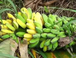 Manfaat Pisang Kepok Yang Jarang Diketahui