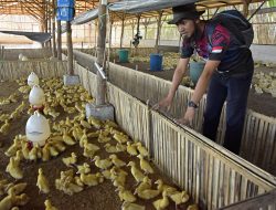 Deden Hardiansyah, Juara 1 Pemuda Pelopor Bidang Pangan Jabar: Terapkan Green Economy dalam Usaha Bebek Hibrida