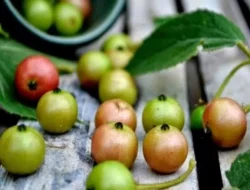 Tak Banyak yang Tau, Buah Kersen Ternyata Bisa Diolah Jadi Dodol hingga Permen