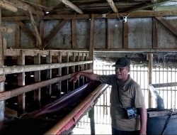 Warga Karangbahagia Kehilangan Dua Ekor Kambing Lagi, Begini Kronologinya