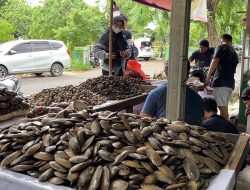 Jelang Tahun Baru, Pedagang Kerang dan Petasan di Kota Bekasi Raup Cuan