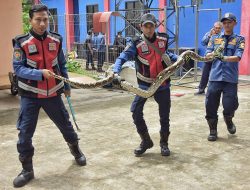 Disdamkarmat Kabupaten Bekasi Selama 2024 Paling Banyak Evakuasi Sarang Tawon dan Ular